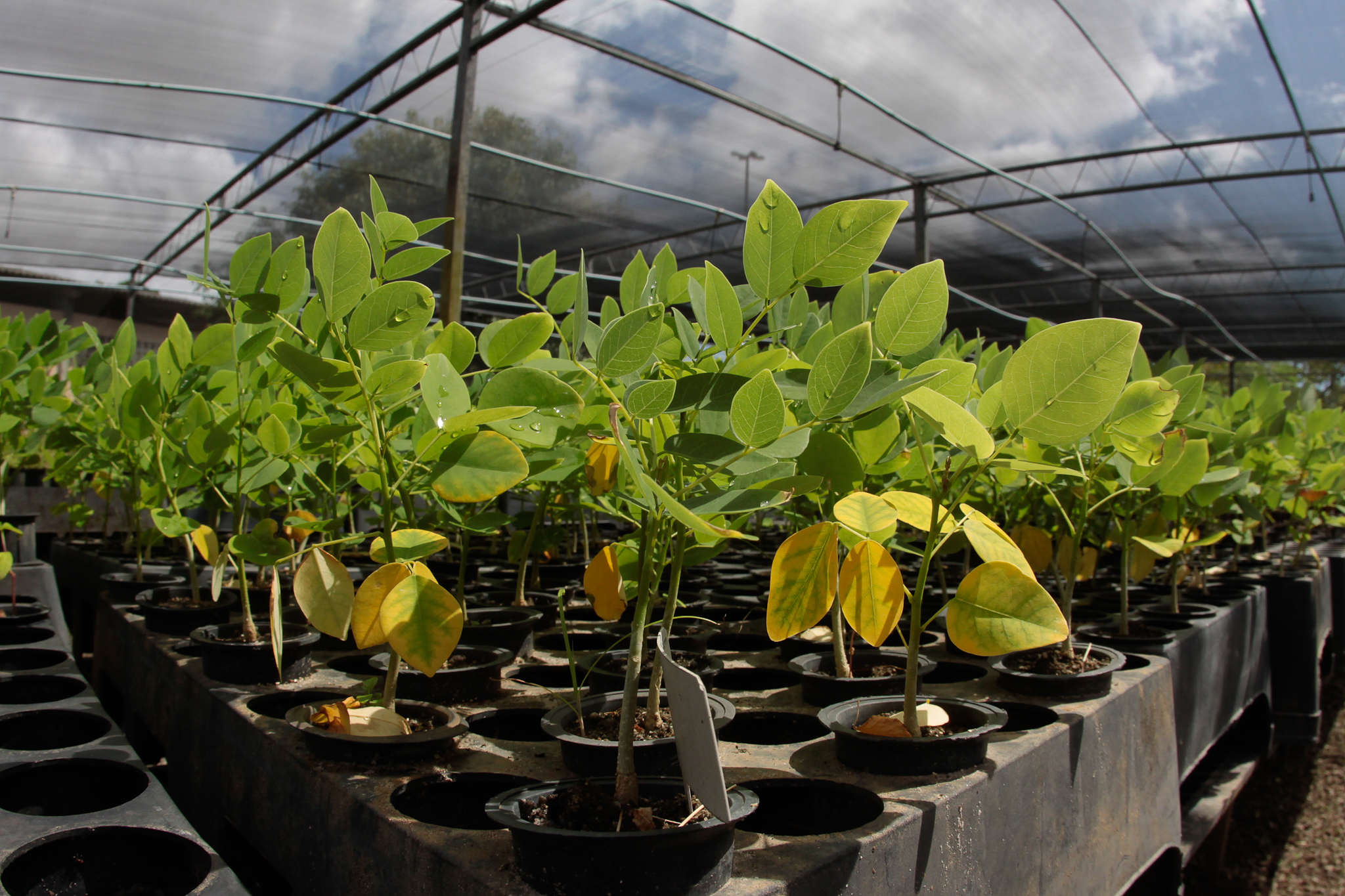 Biofábrica do SergipeTec contribui para a preservação do meio ambiente sergipano